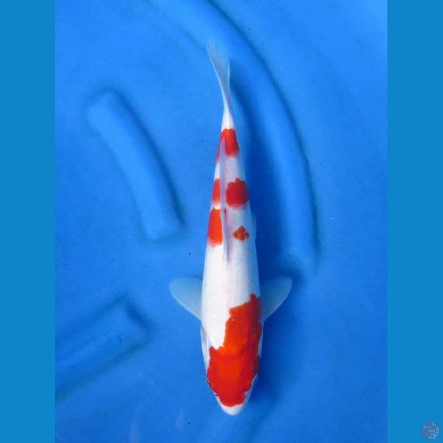 34cm - Red Kohaku