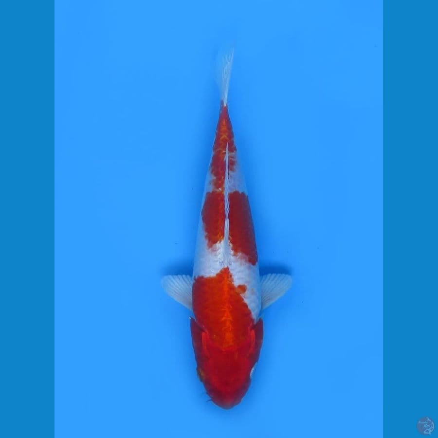 23cm - KinKhusui