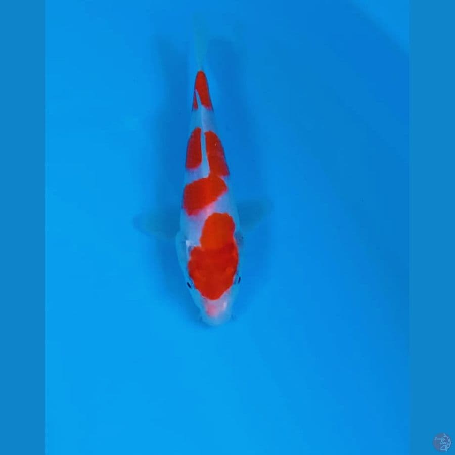 kohaku