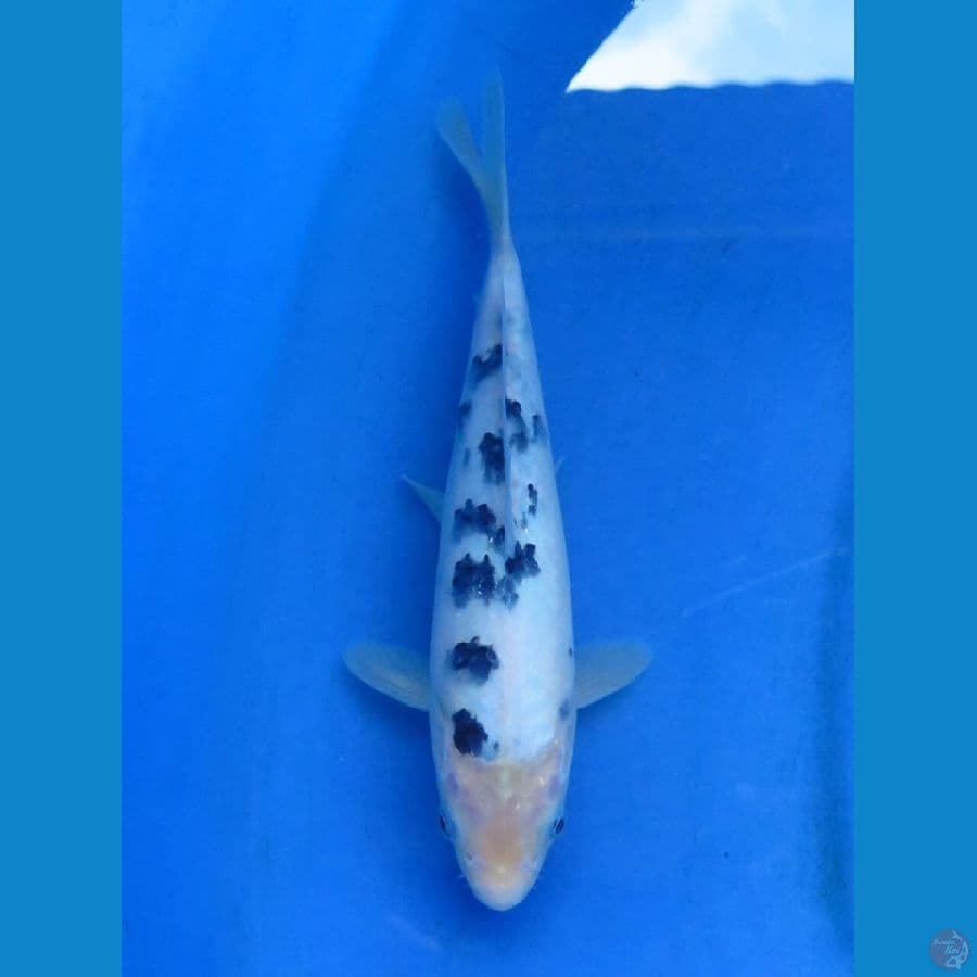 22cm - Bekko