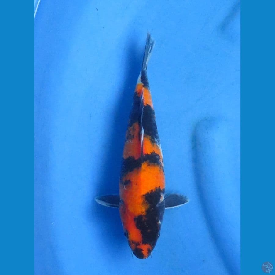 26cm - Hi Showa