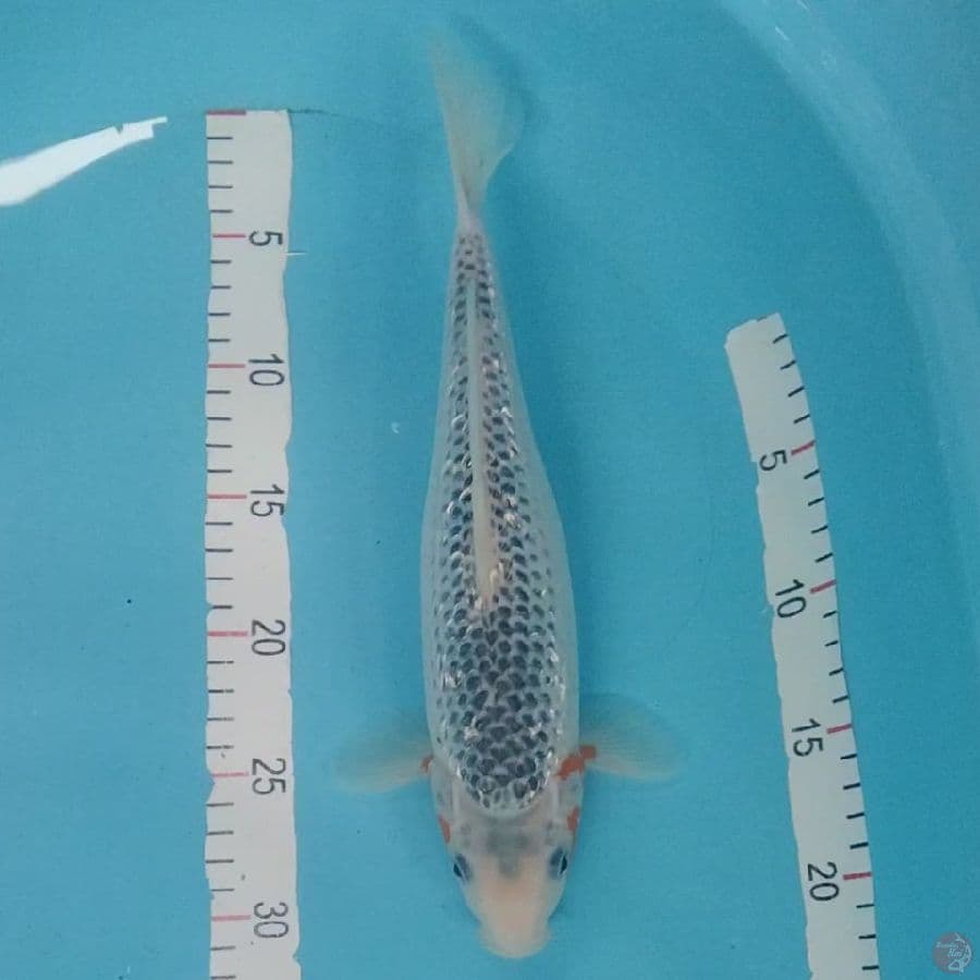 Asagi Ginrin 30cm