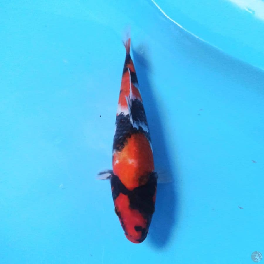 Showa F1 Isa 29cm