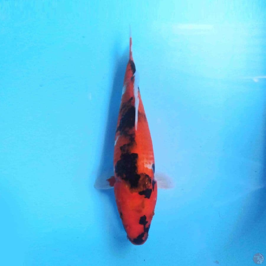 Showa F1 Isa 29cm