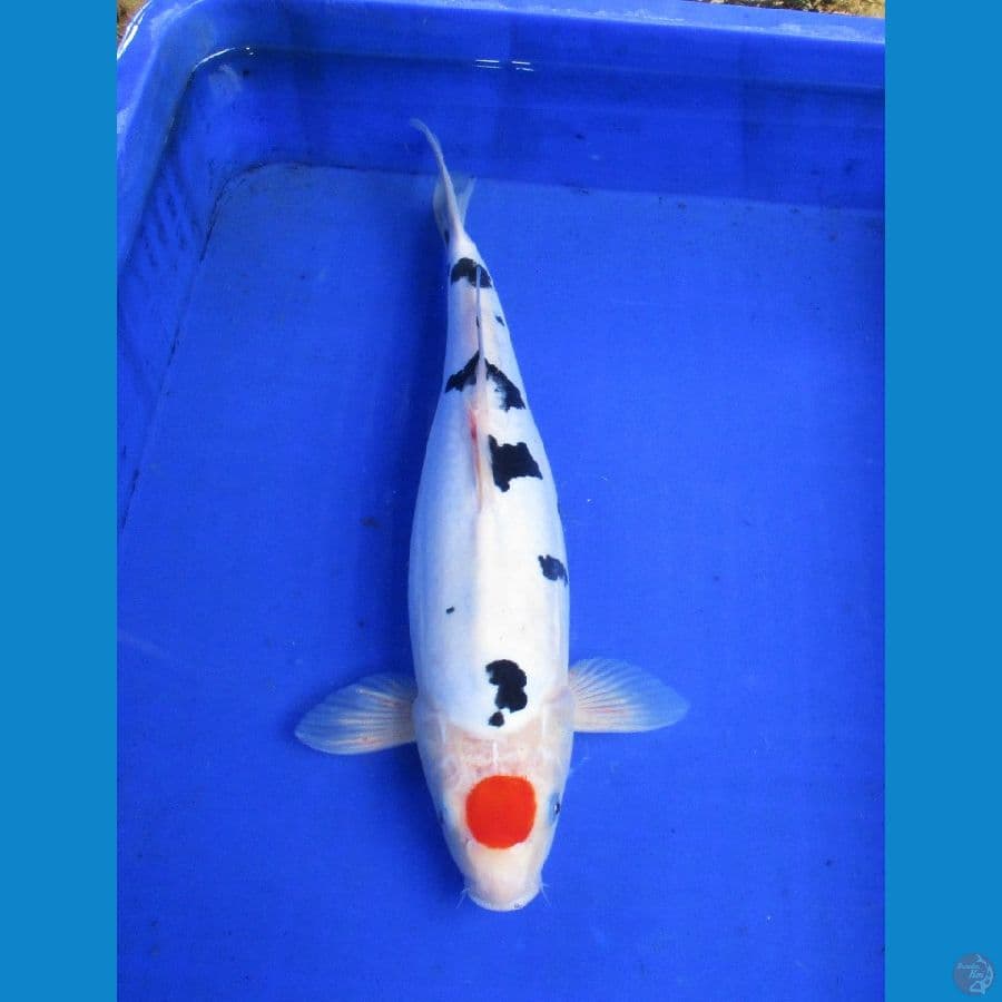 tancho doitsu ±36cm