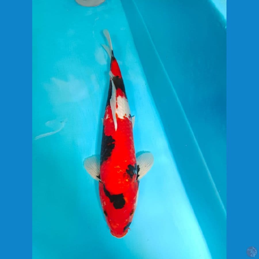 HISHOWA 45CM