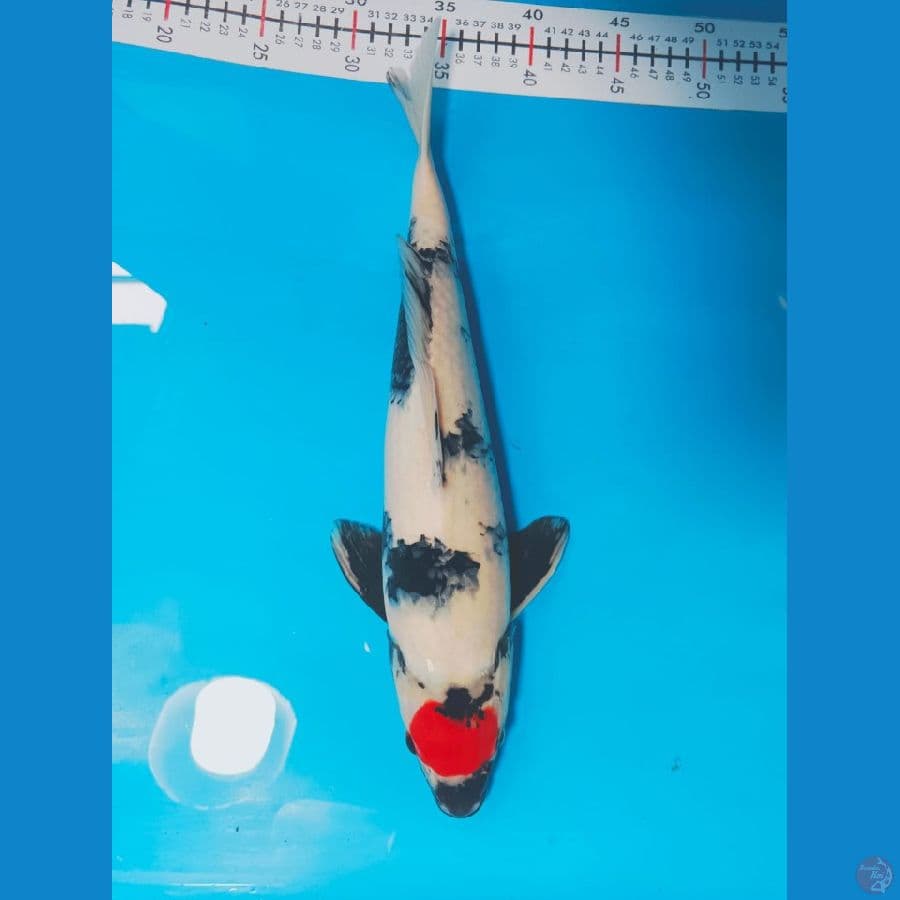TANCO SHOWA 40CM