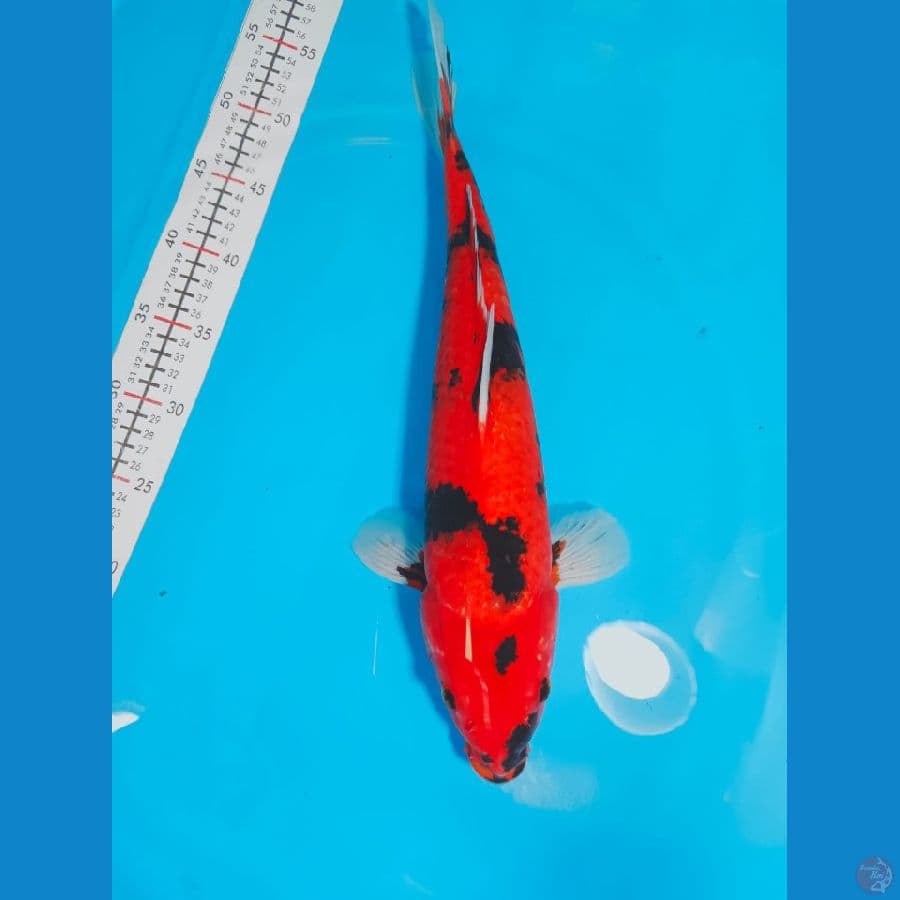 HISHOWA 45CM