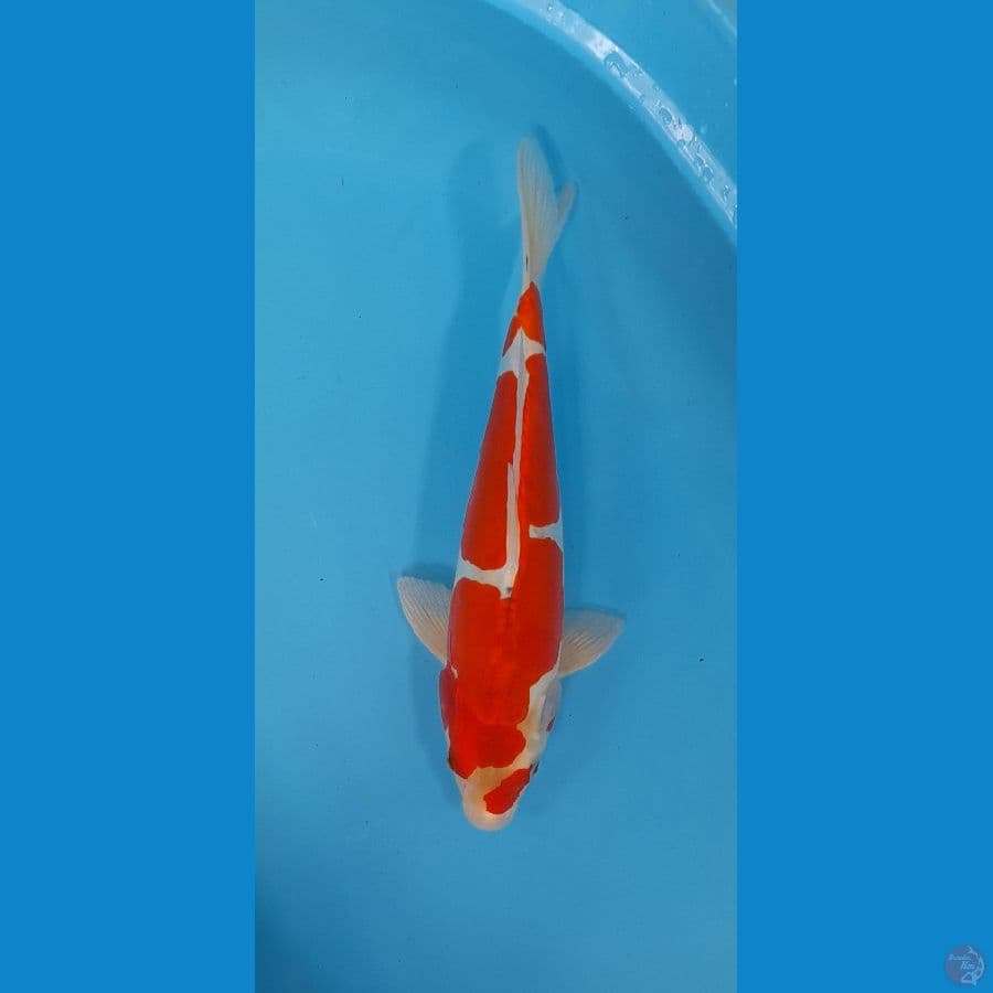 gosiki doit male 34cm