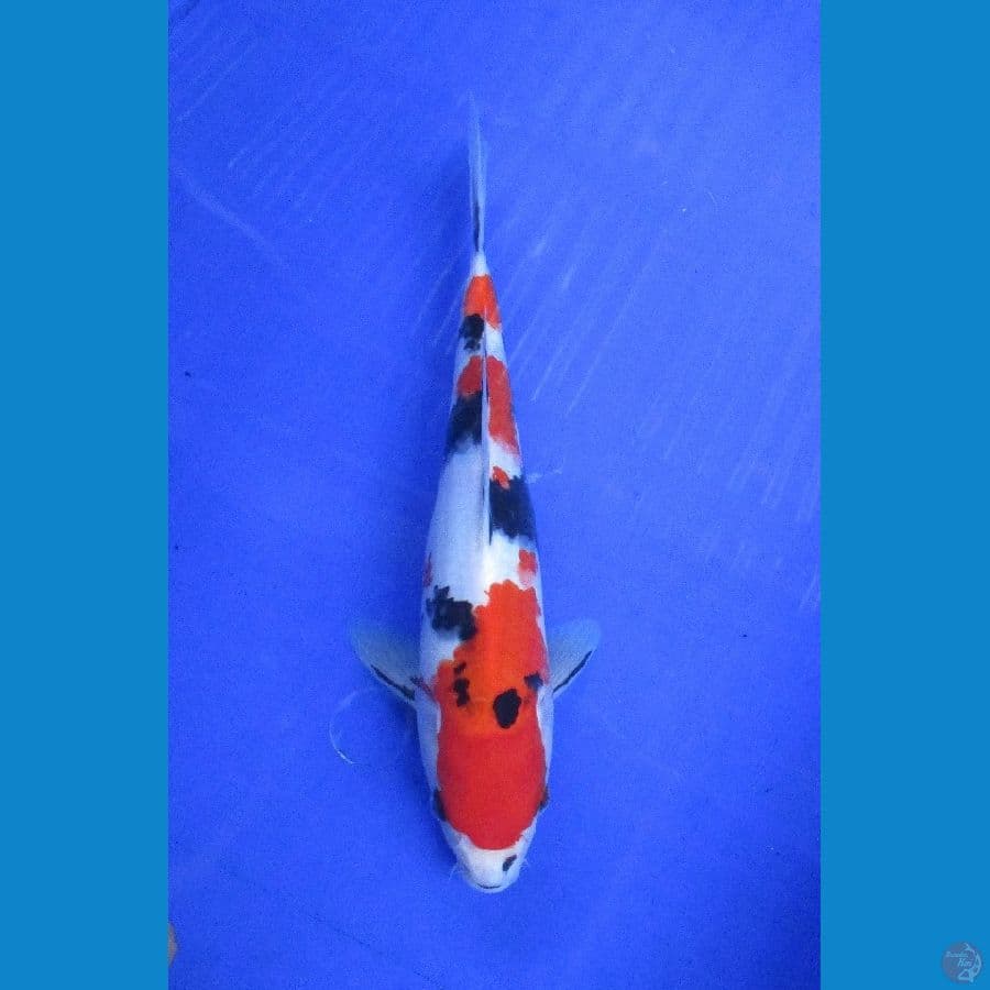 showa sansoku ±28cm