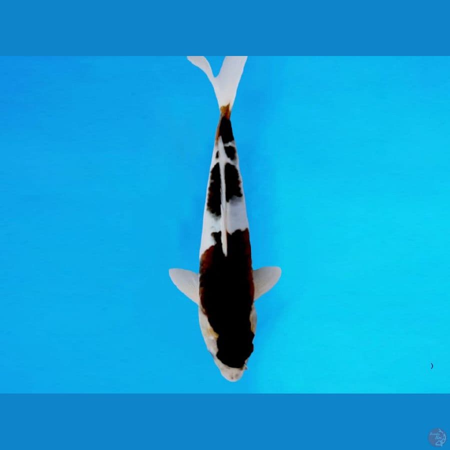 GOROMO 28cm/Male