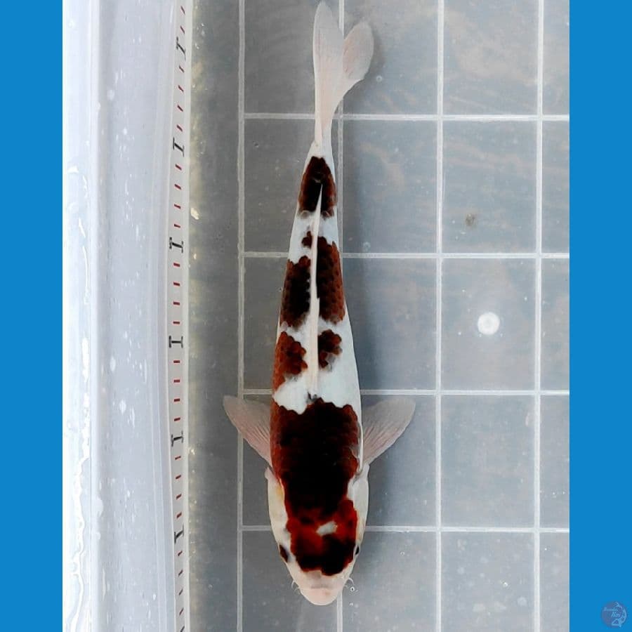 GOROMO 30cm/Female