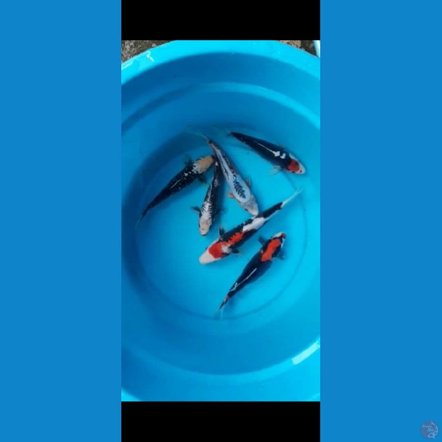 mix 6ekkor