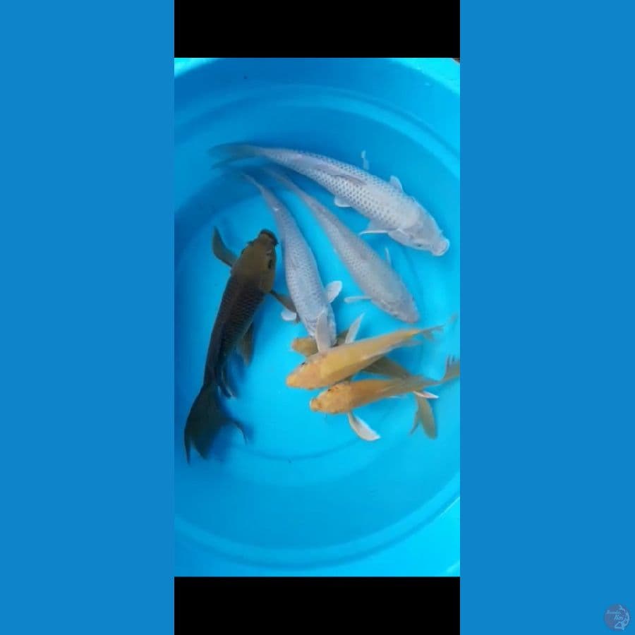 paket polosan 7 ekor