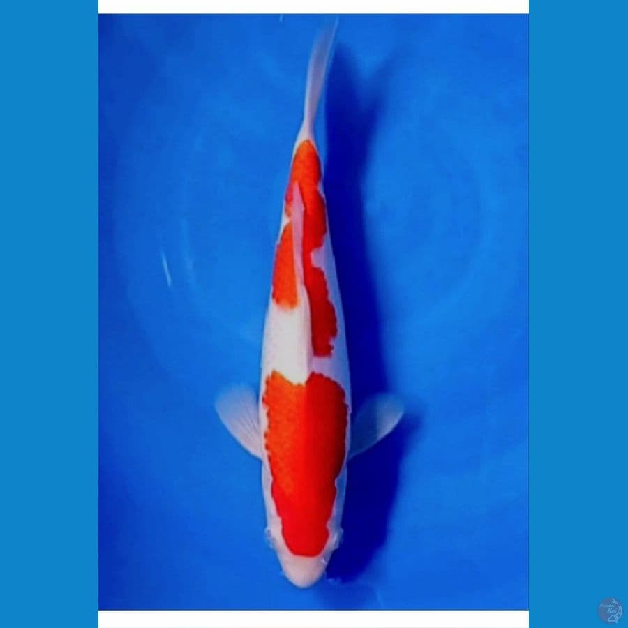 32 cm ori jantan