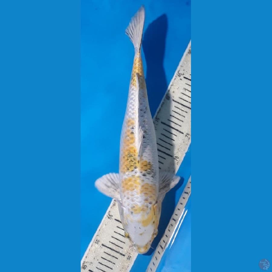hikarimoyo 45cm