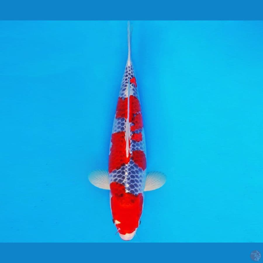 AMATERASU 1 ~ GOSHIKI 34 cm/fm ™