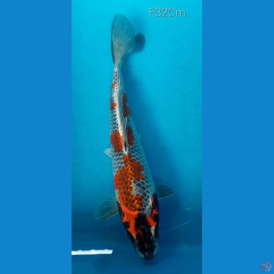 Kujaku Blackhead M32Cm