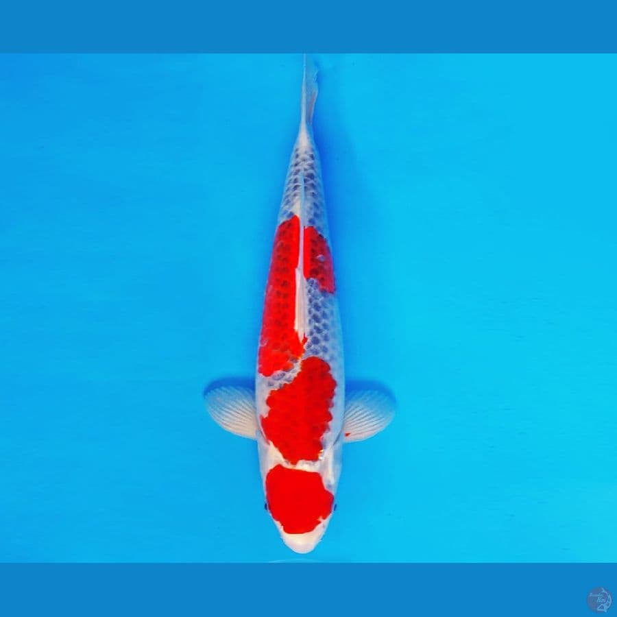 AMATERASU 5 ~ MARUTEN GOSHIKI 35 cm/male ™