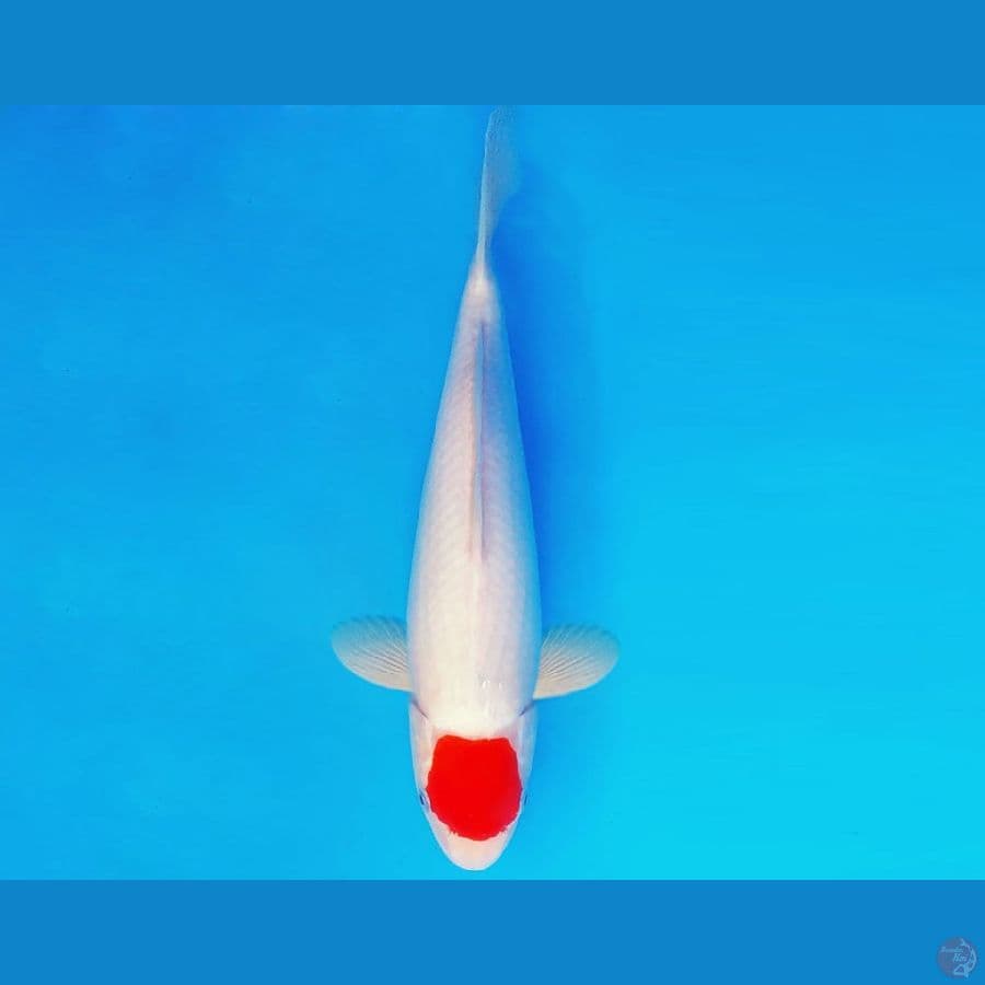 AMATERASU 6 ~ TANCHO 30 cm/fm ™