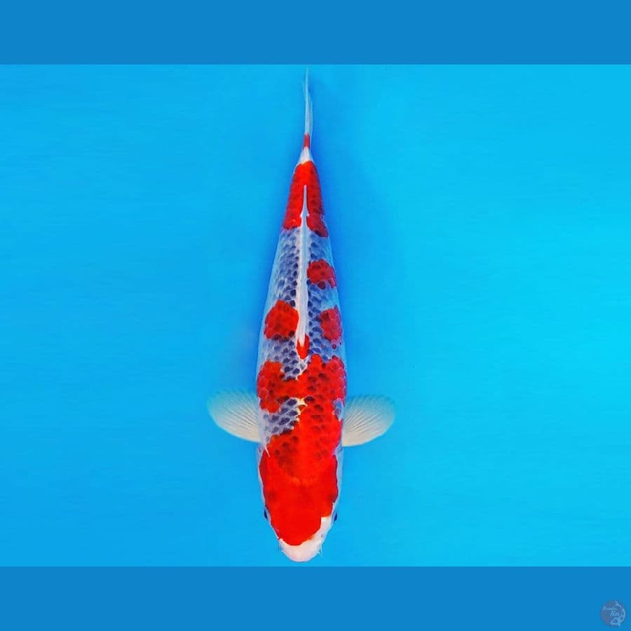 AMATERASU 7 ~ GOSHIKI 33 cm/fm ™