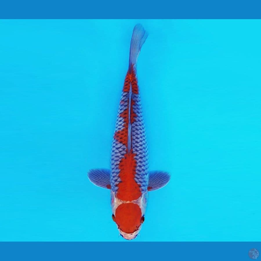 AMATERASU 9 ~ MARUTEN OCHIBA 32 cm/male ™