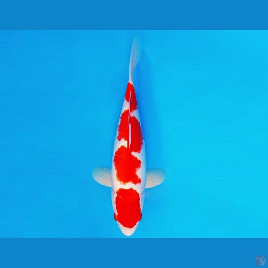 AMATERSU 10 ~ KOHAKU 28 cm/fm ™