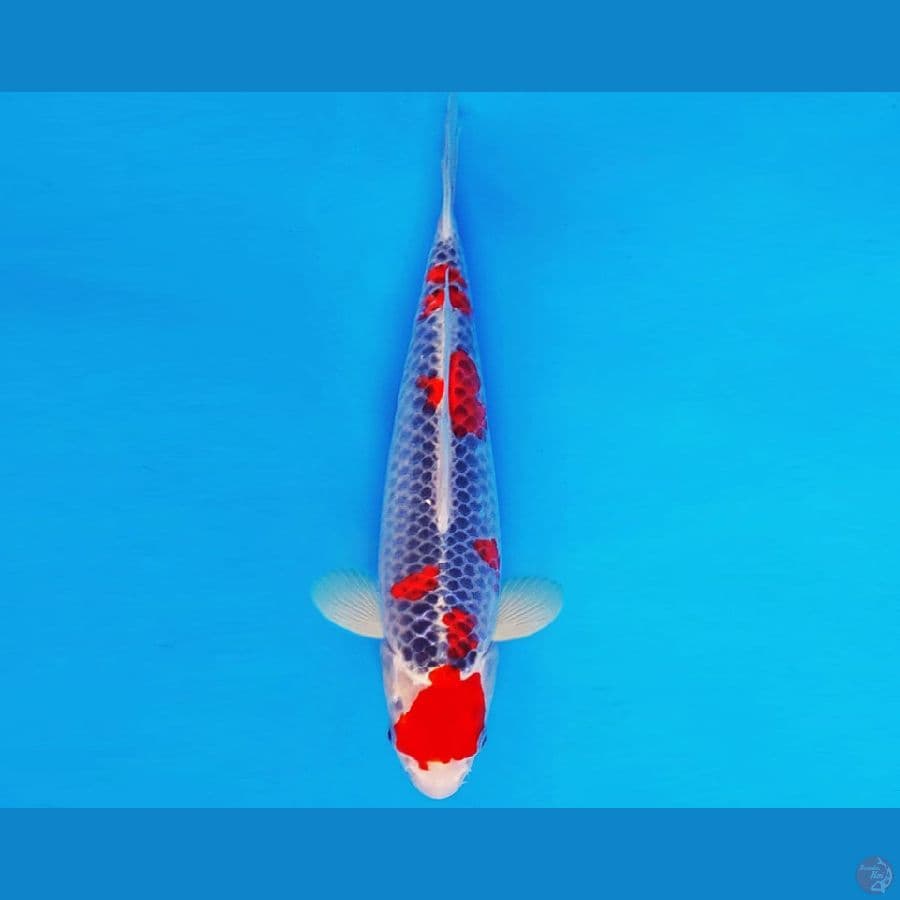 AMATERASU 11 ~ GOSHIKI 32 cm/fm ™