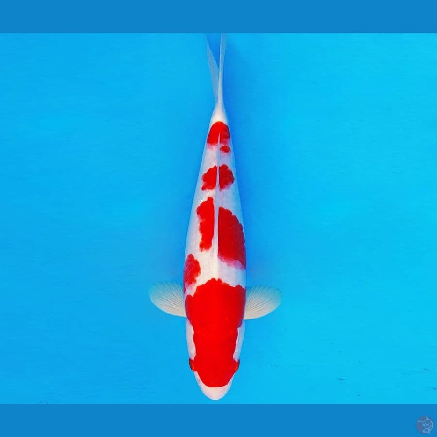 AMATERASU 13 ~ KOHAKU 32 cm/fm ™