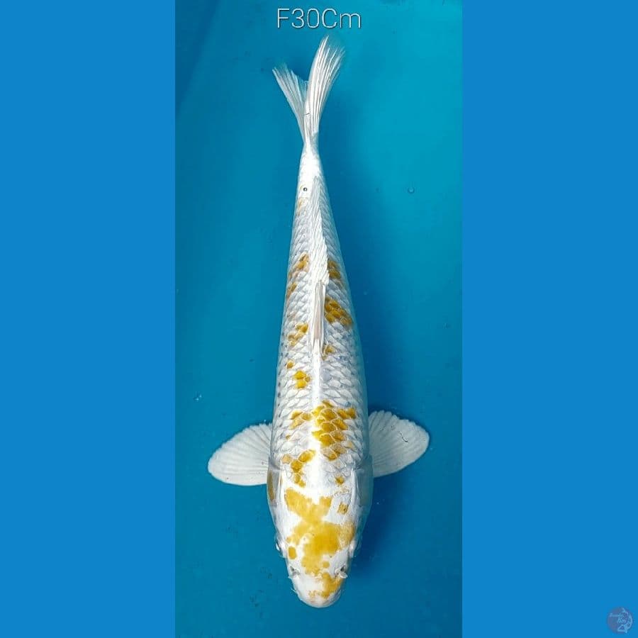 Kujaku F30Cm (Dna impor)
