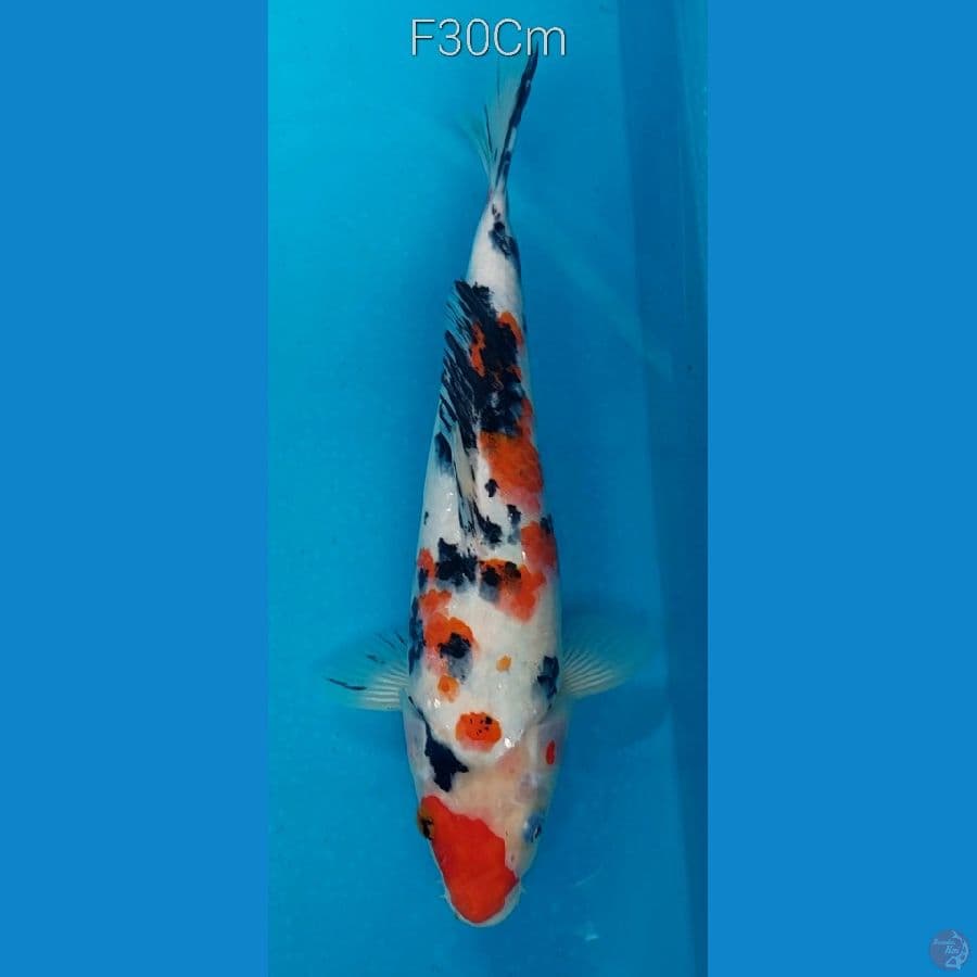 Sanke F30Cm