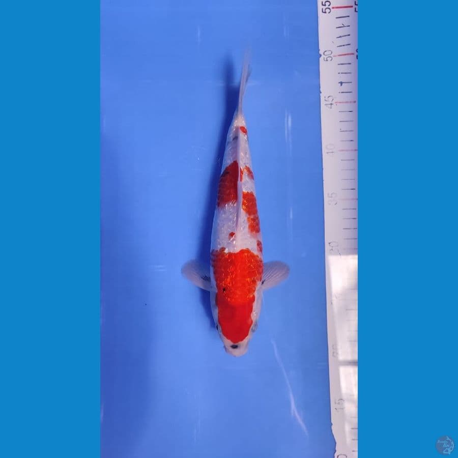 SHOWA HQ TATEGOI GINDRIN 27 CM 