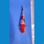 SHOWA HQ TATEGOI GINDRIN 27 CM 