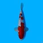 SANKE 32CM - FEMALE
