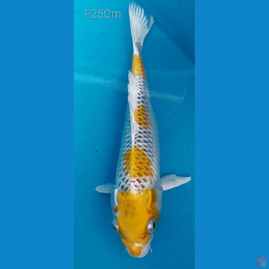 Kujaku F25Cm