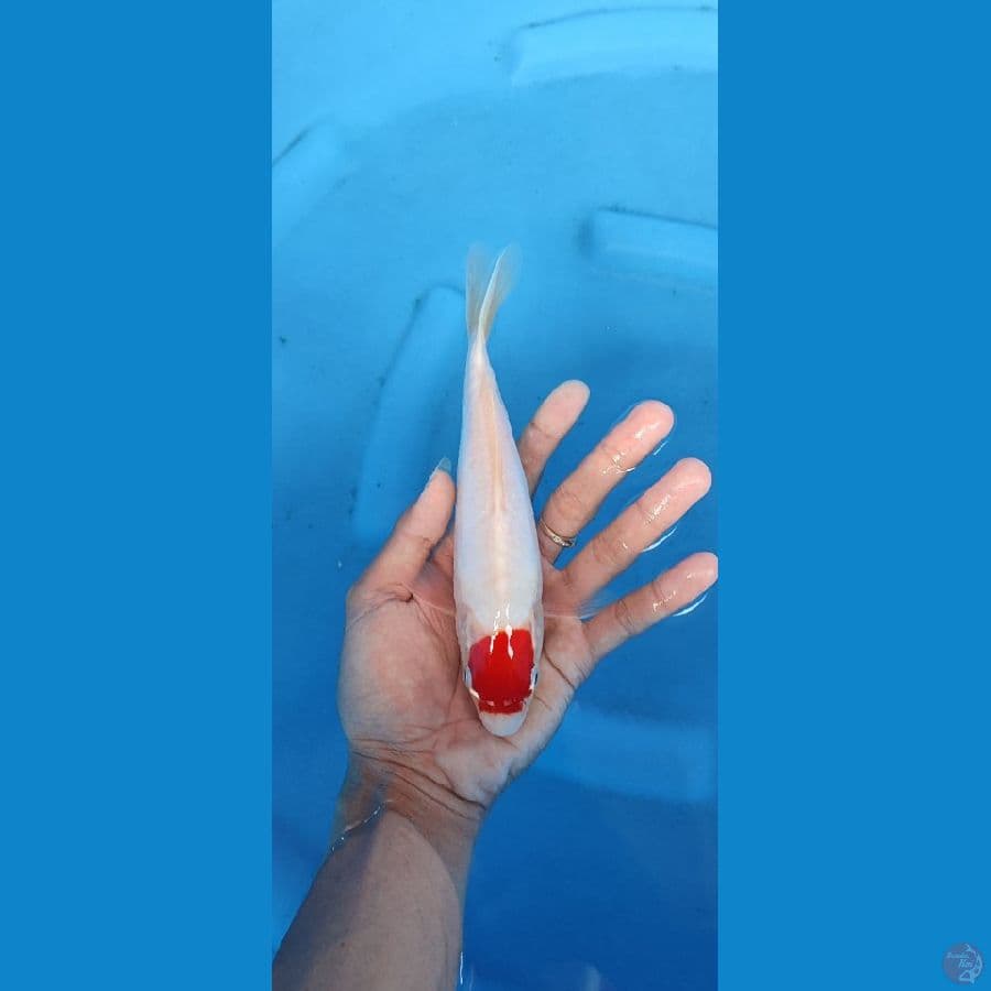 originall TC kohaku doitsu_21 cm