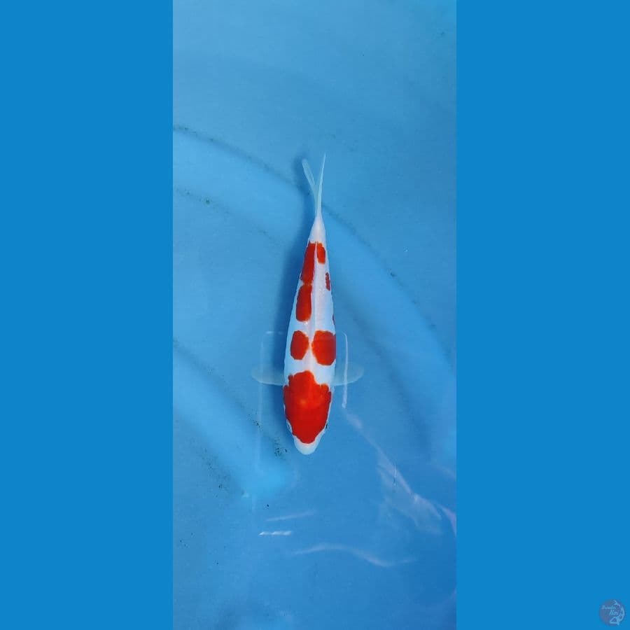 doitsu kohaku _ 21 cm