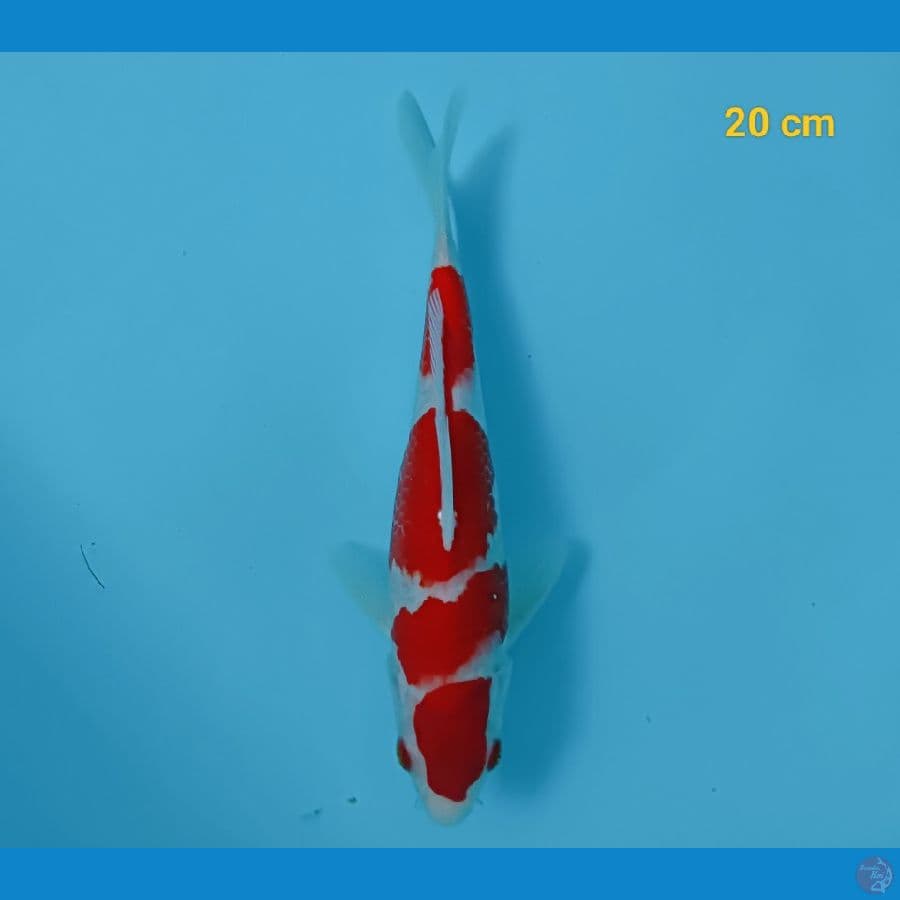Kohaku strong 20 cm