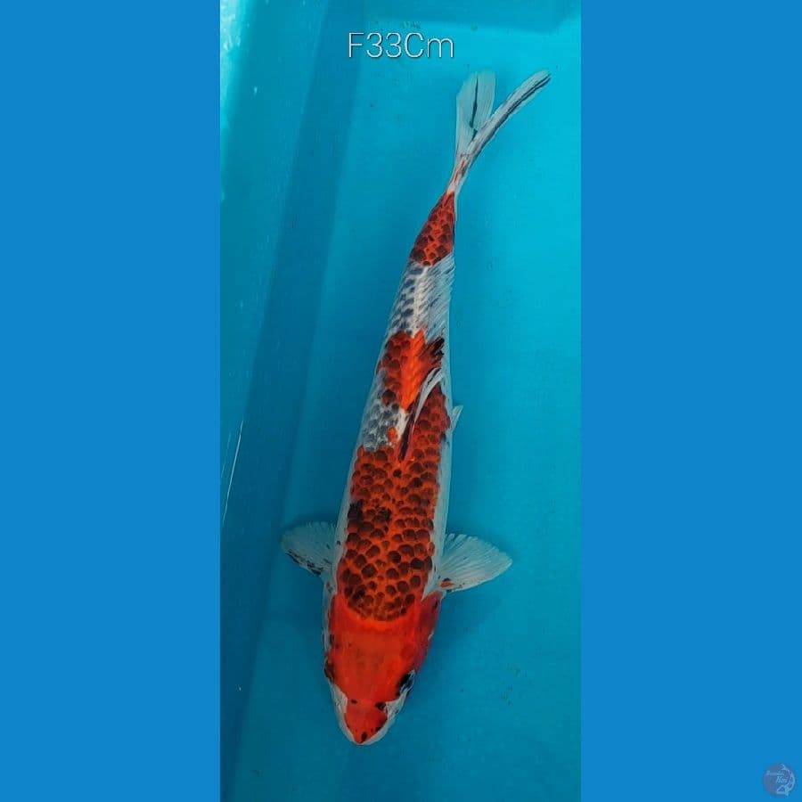 Goshiki F33Cm