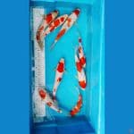 Mixed 8 ekor Kohaku Sanke
