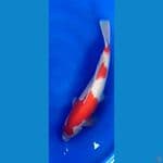 KOHAKU FEMALE SIZE 56CM