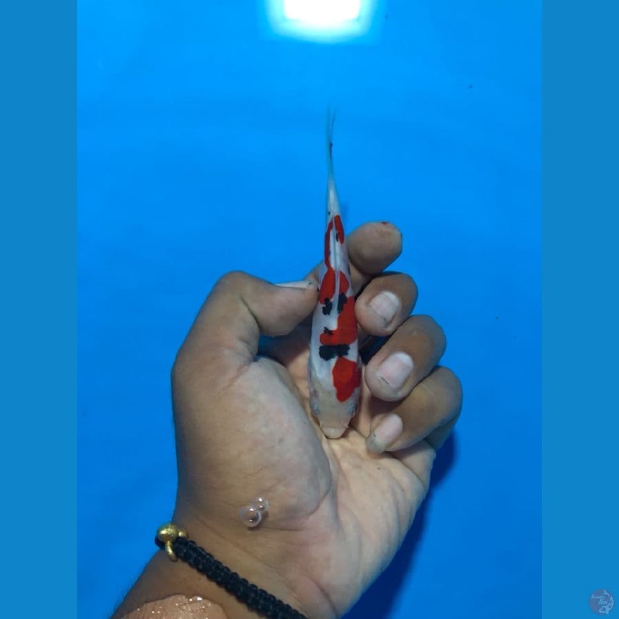doitsu murni 13cm