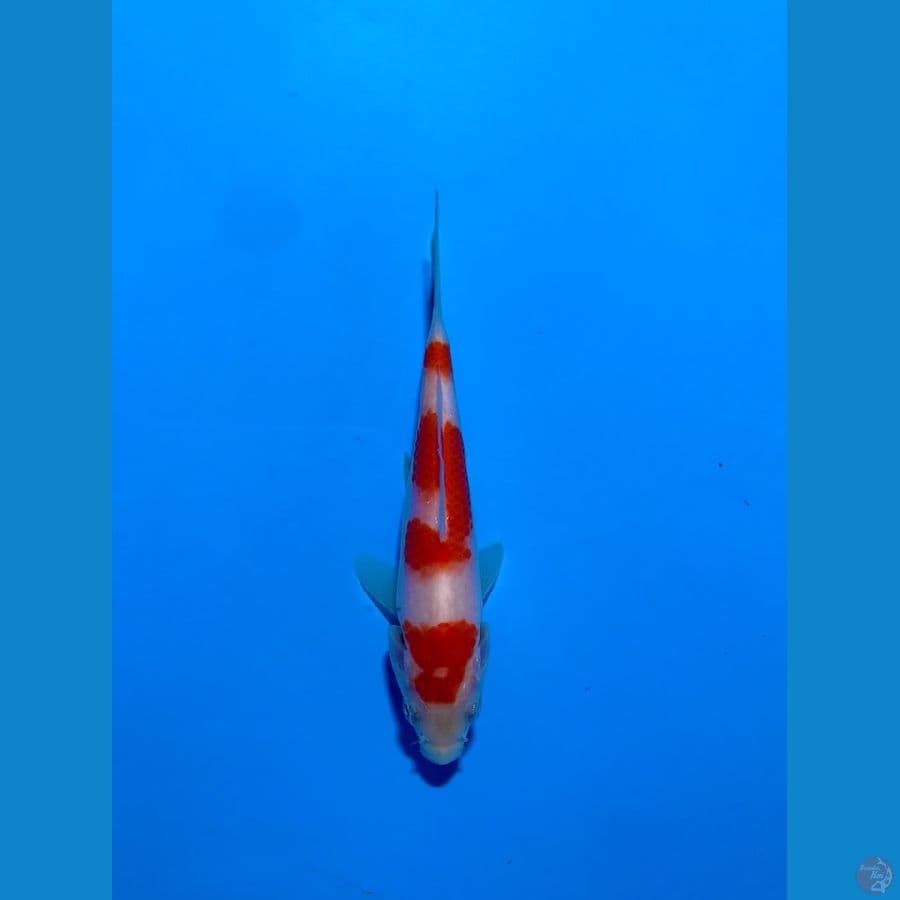 kohaku 13cm original