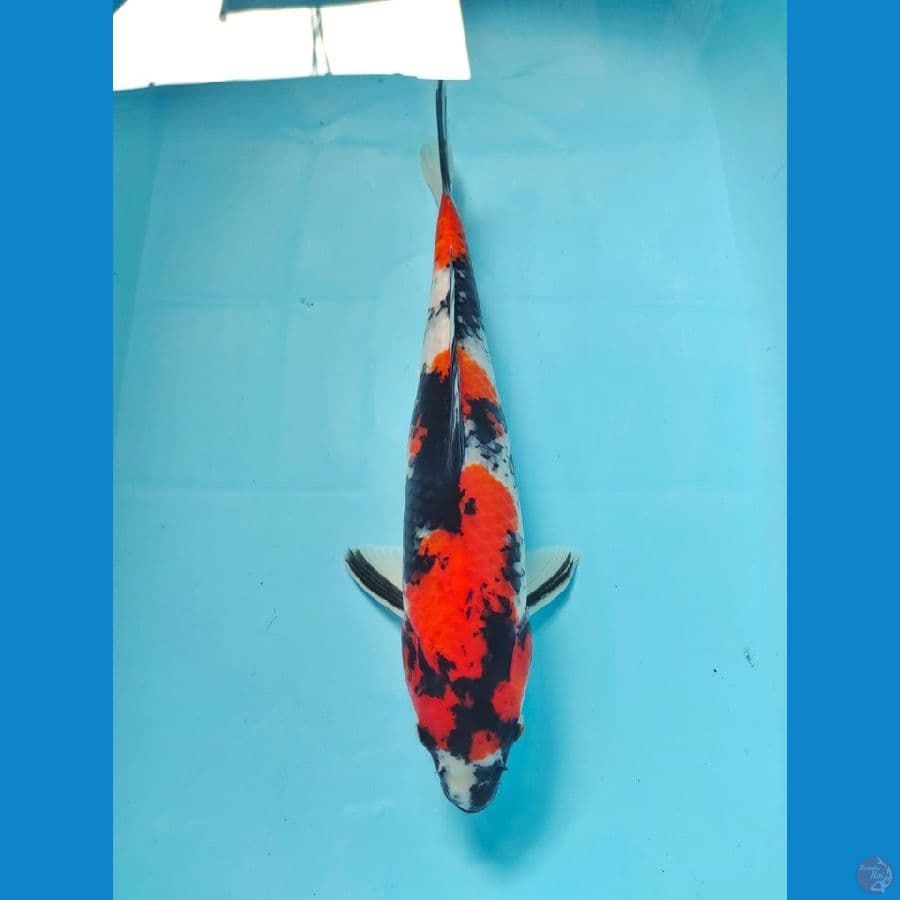 showa garang 38cm