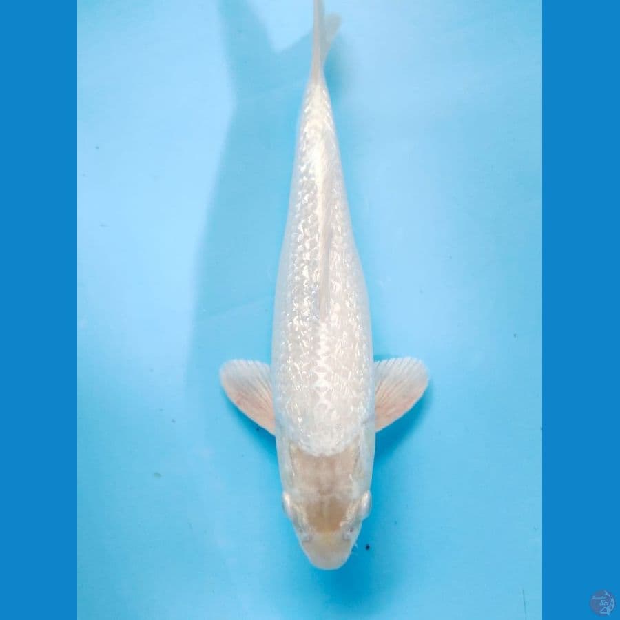 shiromuji full ginrin 30cm