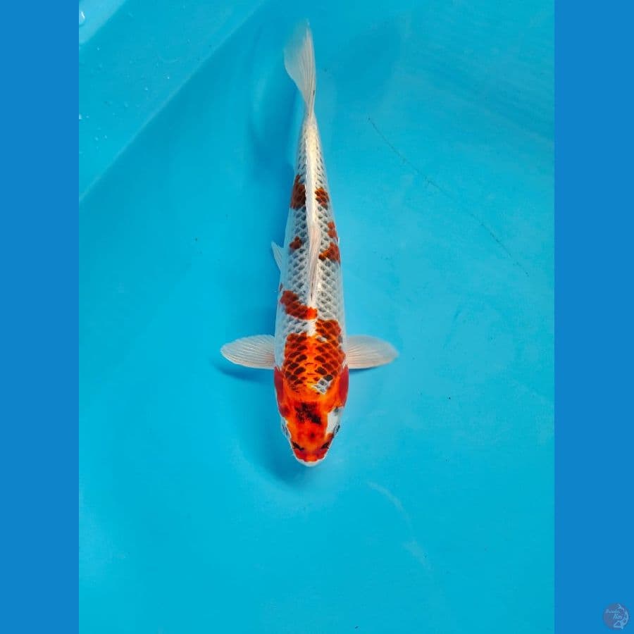 kujaku 27cm male