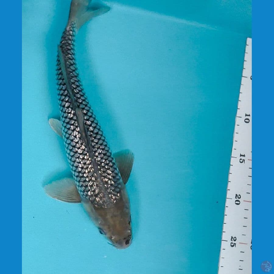 soragoi full ginrin 31cm male
