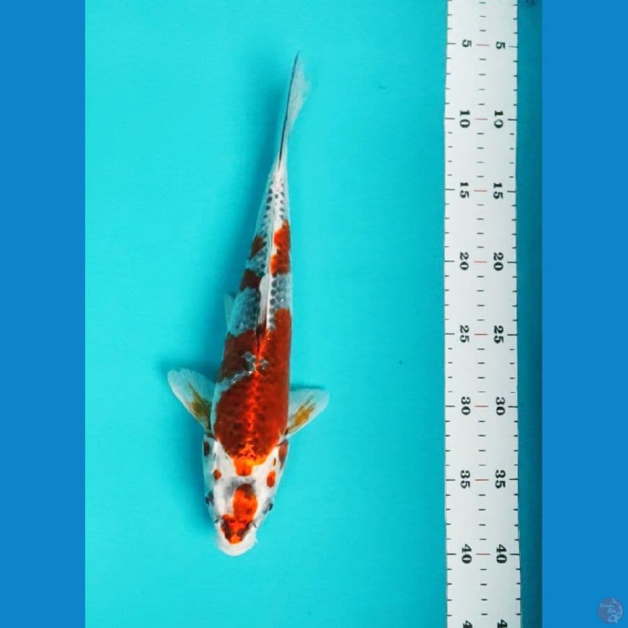 goshiki 32cm fm