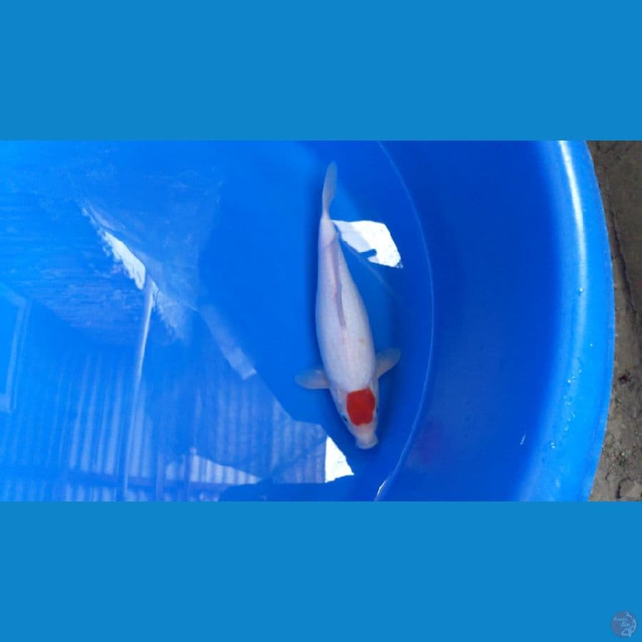 TANCHO KOHAKU ORI