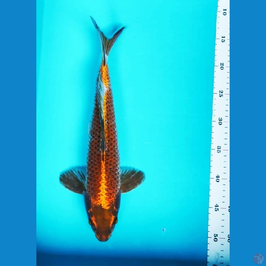 red chagoi 37cm male